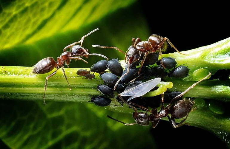 fourmis