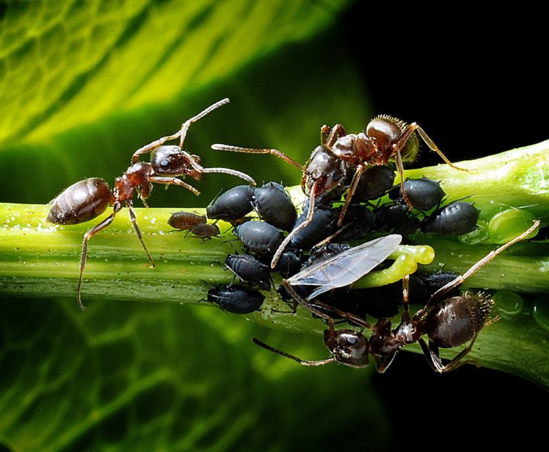 fourmis