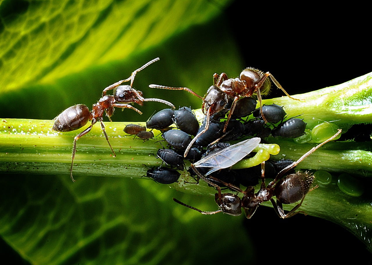 fourmis